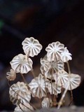 Marasmius leucorotalis image
