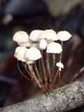 Marasmius leucorotalis image