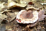 Hydnellum scrobiculatum image