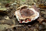 Hydnellum scrobiculatum image