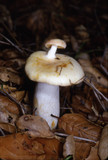 Russula cremoricolor image