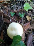 Cuphophyllus pratensis image