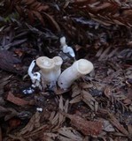 Pleurotus pulmonarius image