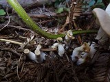 Pleurotus pulmonarius image