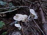 Pleurotus pulmonarius image
