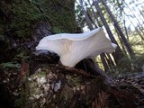 Pleurotus dryinus image