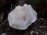 Pleurotus dryinus image