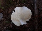 Pleurotus dryinus image