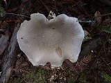 Pleurotus dryinus image