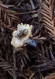 Cotylidia diaphana image