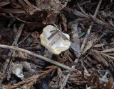 Cotylidia diaphana image