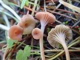 Contumyces rosellus image