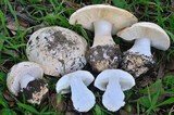 Leucoagaricus amanitoides image