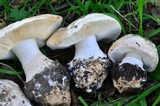 Leucoagaricus amanitoides image