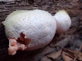 Reticularia lycoperdon image