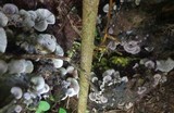 Omphalotus nidiformis image