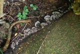 Omphalotus nidiformis image