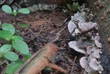 Omphalotus nidiformis image