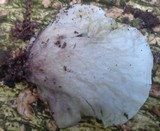 Omphalotus nidiformis image
