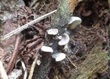 Omphalotus nidiformis image