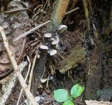 Omphalotus nidiformis image