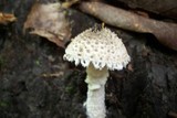 Amanita hesleri image