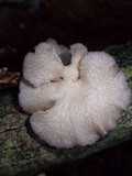 Favolus pseudoprinceps image