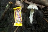 Amanita hesleri image