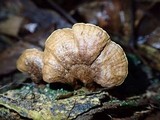 Phylloporia spathulata image