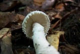 Amanita hesleri image