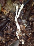 Cordyceps cylindrica image