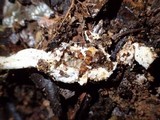 Cordyceps cylindrica image