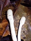 Cordyceps cylindrica image