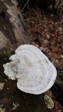 Trametes gibbosa image