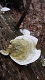 Trametes gibbosa image