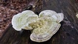 Trametes gibbosa image