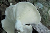 Lactarius piperatus image