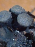 Kretzschmaria clavus image