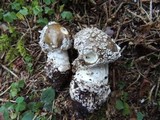 Amanita excelsa image