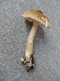 Amanita sect. Vaginatae image