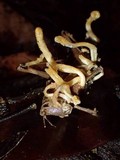 Cordyceps locustiphila image
