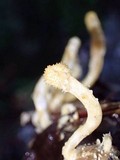 Cordyceps locustiphila image