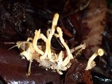 Cordyceps locustiphila image