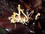 Cordyceps locustiphila image