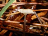 Roridomyces roridus image
