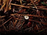 Roridomyces roridus image