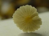 Roridomyces roridus image
