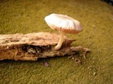 Pluteus plautus image