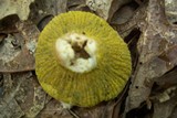 Hypomyces luteovirens image