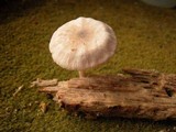 Pluteus plautus image
